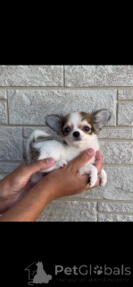 Photo №4. I will sell chihuahua in the city of Dresden. breeder - price - negotiated