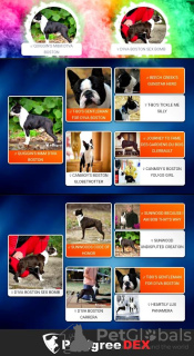 Photo №2 to announcement № 105215 for the sale of boston terrier - buy in Serbia breeder