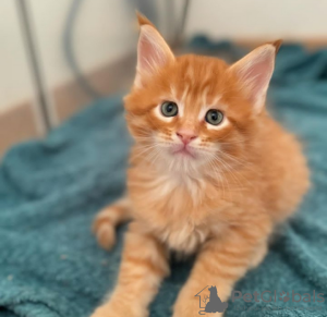 Photo №2 to announcement № 116965 for the sale of maine coon - buy in Switzerland private announcement