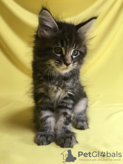 Photo №2 to announcement № 8618 for the sale of maine coon - buy in Russian Federation from nursery