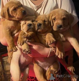 Photo №1. labrador retriever - for sale in the city of Donzdorf | negotiated | Announcement № 162382