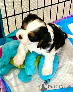 Photo №2 to announcement № 162773 for the sale of cavalier king charles spaniel - buy in Canada private announcement, breeder