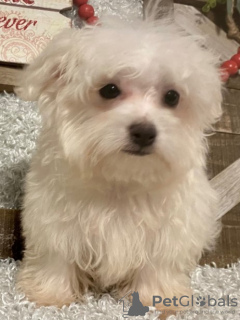 Photo №2 to announcement № 84259 for the sale of maltese dog - buy in United States breeder