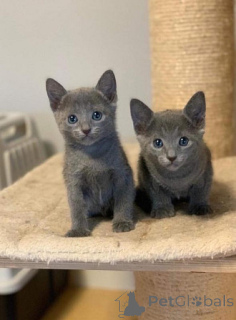 Photo №1. russian blue - for sale in the city of Hannover | 258$ | Announcement № 156671