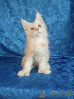Photo №1. maine coon - for sale in the city of Krasnoyarsk | 1000$ | Announcement № 66534
