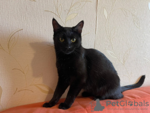 Additional photos: Gorgeous black Bagheera in the kindest hands!