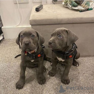 Photo №1. cane corso - for sale in the city of Helsinki | 740$ | Announcement № 125681