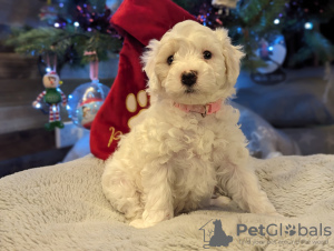 Photo №2 to announcement № 83629 for the sale of maltese dog - buy in United States private announcement