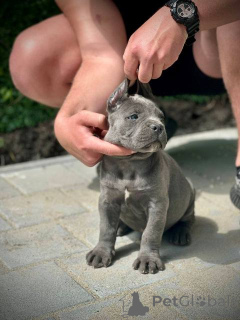 Photo №3. Cane Corso puppies. Serbia