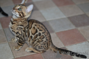 Photo №2 to announcement № 5107 for the sale of bengal cat - buy in Belarus from nursery, breeder