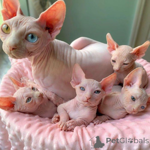 Photo №2 to announcement № 168914 for the sale of donskoy cat - buy in France private announcement