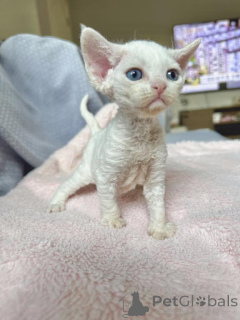 Photo №1. devon rex - for sale in the city of Munich | 329$ | Announcement № 143168