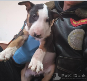 Photo №4. I will sell bull terrier in the city of Бачка-Паланка. breeder - price - negotiated