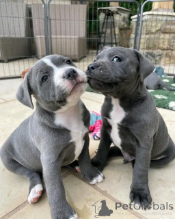 Photo №1. american pit bull terrier - for sale in the city of Espoo | Is free | Announcement № 160310