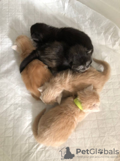 Additional photos: Healthy cute adorable and socialized Maine coon kittens