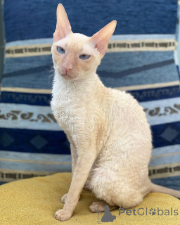 Photo №2 to announcement № 157700 for the sale of cornish rex - buy in Germany from the shelter, breeder