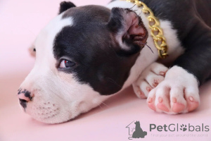 Photo №3. American Bools XL. Russian Federation