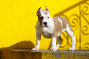 Photo №1. american staffordshire terrier - for sale in the city of Wrocław | 832$ | Announcement № 19822