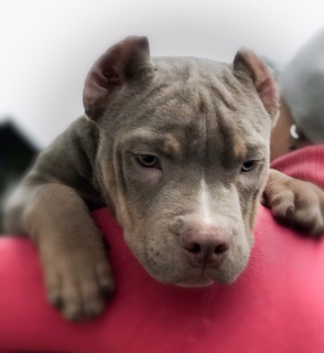 Additional photos: American Bully Puppies