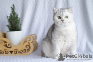 Photo №2 to announcement № 10948 for the sale of british shorthair - buy in Russian Federation from nursery