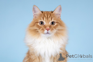 Photo №3. We are looking for the kindest hands for a red-haired sweetheart named Pushkin.. Russian Federation