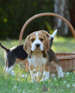 Photo №2 to announcement № 127708 for the sale of beagle - buy in Finland private announcement