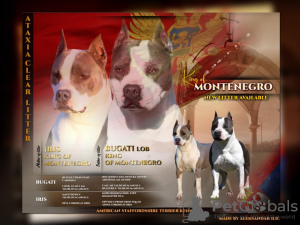 Photo №1. american staffordshire terrier - for sale in the city of Cetynia | negotiated | Announcement № 120583