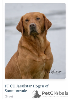 Photo №1. labrador retriever - for sale in the city of Baltimore | 350$ | Announcement № 173955