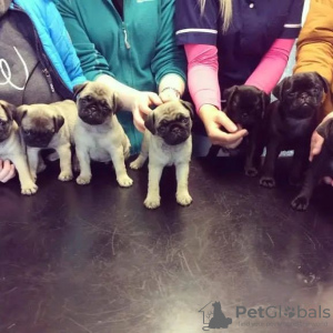 Photo №1. pug - for sale in the city of Berlin | Is free | Announcement № 98322