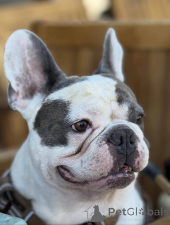 Photo №2 to announcement № 155341 for the sale of french bulldog - buy in United Kingdom private announcement