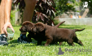 Additional photos: Labrador retriever puppies