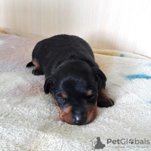 Photo №2 to announcement № 9650 for the sale of miniature pinscher - buy in Russian Federation private announcement