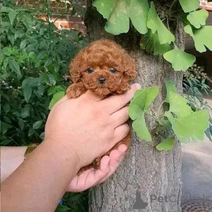 Photo №3.  Poodle Puppy Available for Adoption . Germany