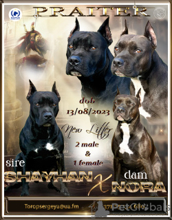 Photo №1. american pit bull terrier - for sale in the city of Saulkrasti | 1268$ | Announcement № 81579