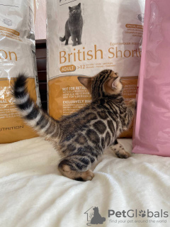Additional photos: Bengal gorgeous girl for breeding