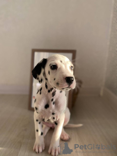 Photo №4. I will sell dalmatian dog in the city of Амстердам. from nursery, breeder - price - 399$