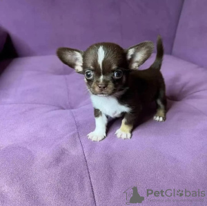 Photo №1. chihuahua - for sale in the city of Munich | negotiated | Announcement № 94870