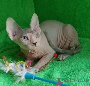 Photo №1. sphynx cat - for sale in the city of Kamern | 361$ | Announcement № 178162