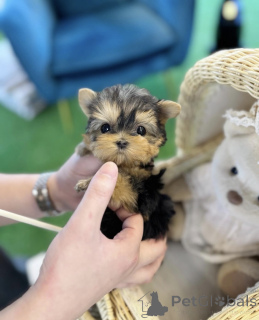 Photo №1. yorkshire terrier - for sale in the city of Holstebro | negotiated | Announcement № 169979