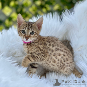 Photo №1. savannah cat - for sale in the city of London | 317$ | Announcement № 121993