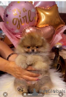 Additional photos: Beautiful Pomeranians BOO