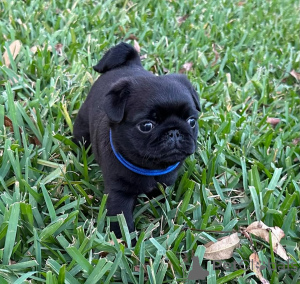 Photo №4. I will sell pug in the city of Devonside. private announcement - price - negotiated