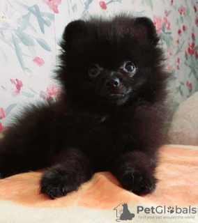 Photo №2 to announcement № 12119 for the sale of pomeranian - buy in Germany from nursery, breeder