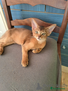 Photo №2 to announcement № 172207 for the sale of abyssinian cat - buy in Belgium private announcement