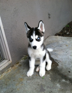 Photo №2 to announcement № 56461 for the sale of siberian husky - buy in Finland private announcement