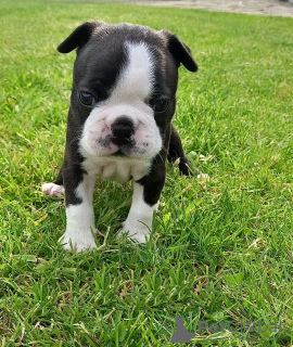 Photo №3. Adorable Boston Terrier Puppies for free adoption. Germany