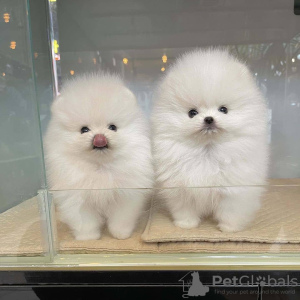 Photo №2 to announcement № 36306 for the sale of pomeranian - buy in United States private announcement