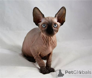 Photo №2 to announcement № 136299 for the sale of sphynx cat - buy in South Africa breeder