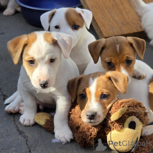 Photo №3. Purebred Jack Russell Terrier Puppies Healthy, Happy & Vet Checked. Czech Republic