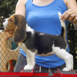 Photo №3. Gorgeous Beagle puppies. (Male and Female). Germany